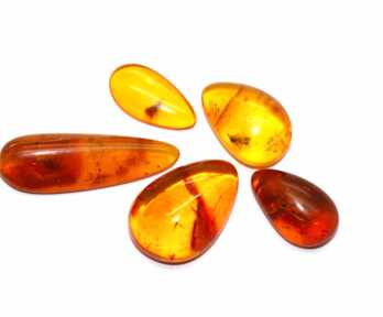 Amber with Insect, Weight: 4.88 Gr.