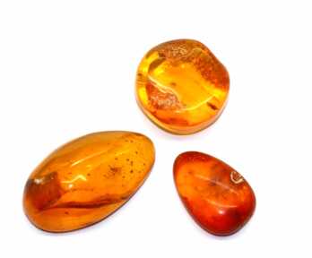 Amber with Insect, Weight: 8.54 Gr.